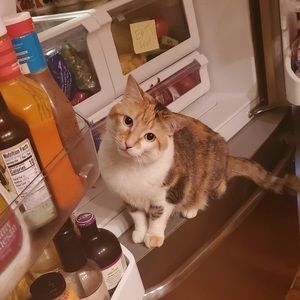 Meet your Posher, Morgan